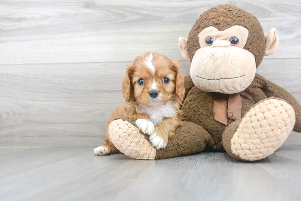 Little Cavalier King Charles Spaniel Baby