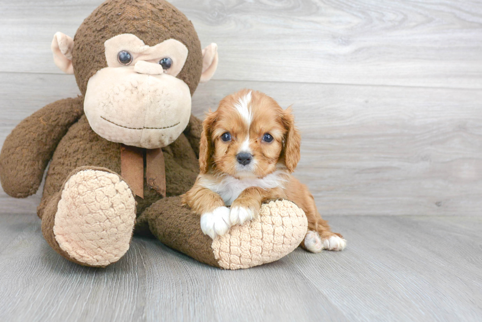 Cavalier King Charles Spaniel Pup Being Cute