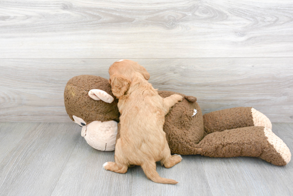 Cavalier King Charles Spaniel Pup Being Cute