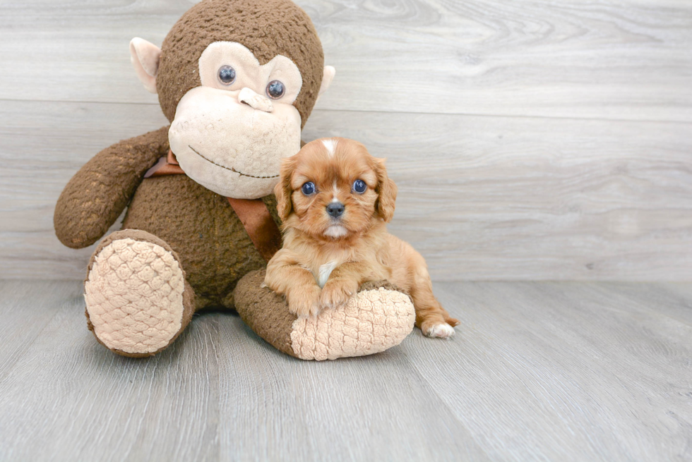 Little Cavalier King Charles Spaniel Baby