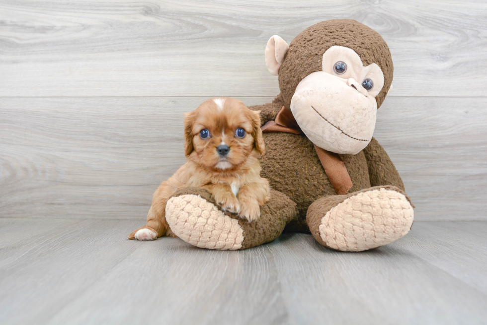 Best Cavalier King Charles Spaniel Baby