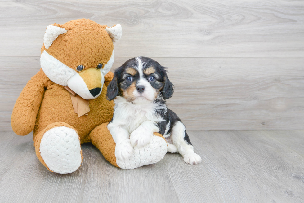 Cavalier King Charles Spaniel Puppy for Adoption