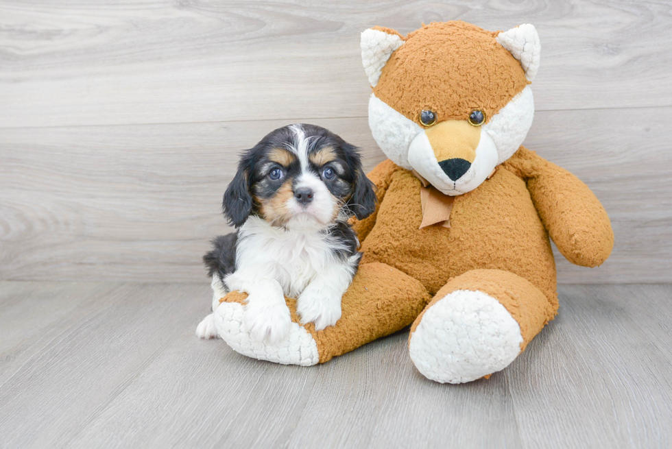 Cute Cavalier King Charles Spaniel Purebred Puppy