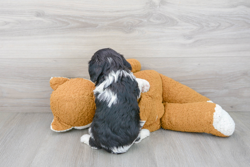 Small Cavalier King Charles Spaniel Baby