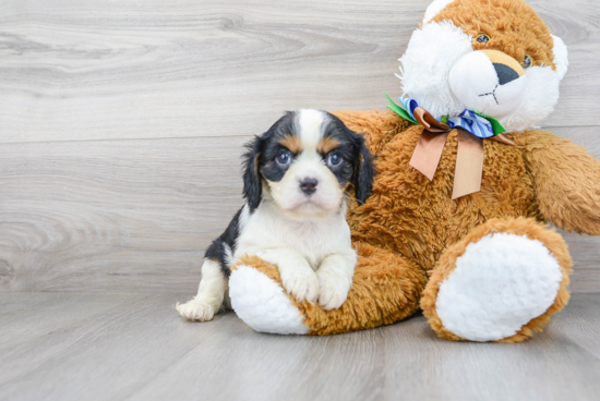 Little Cavalier King Charles Spaniel Baby