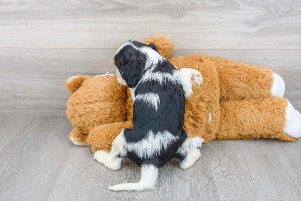 Fluffy Cavalier King Charles Spaniel Purebred Puppy