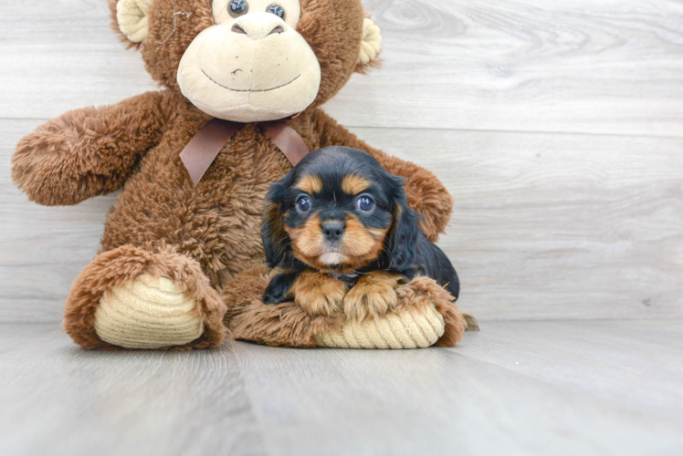 Cavalier King Charles Spaniel Pup Being Cute