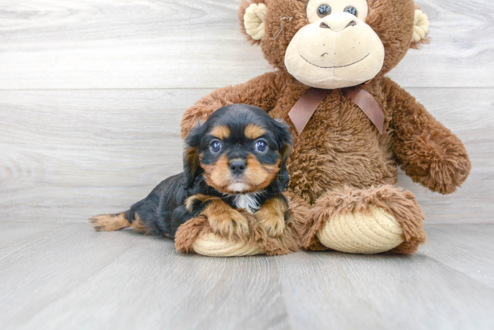 Playful Cavalier King Charles Spaniel Purebred Pup