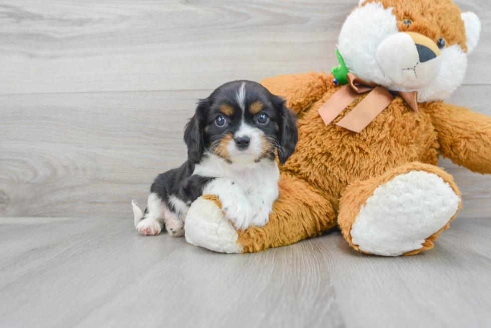 Best Cavalier King Charles Spaniel Baby