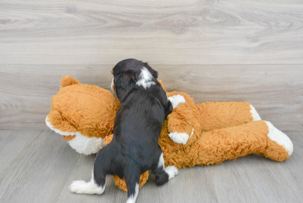 Cavalier King Charles Spaniel Pup Being Cute