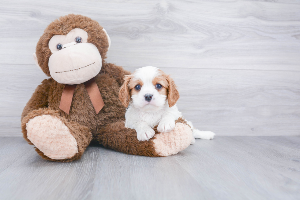 Playful Cavalier King Charles Spaniel Baby