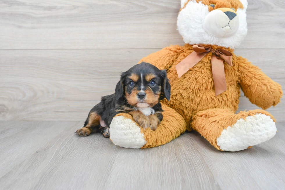 Cavalier King Charles Spaniel Pup Being Cute