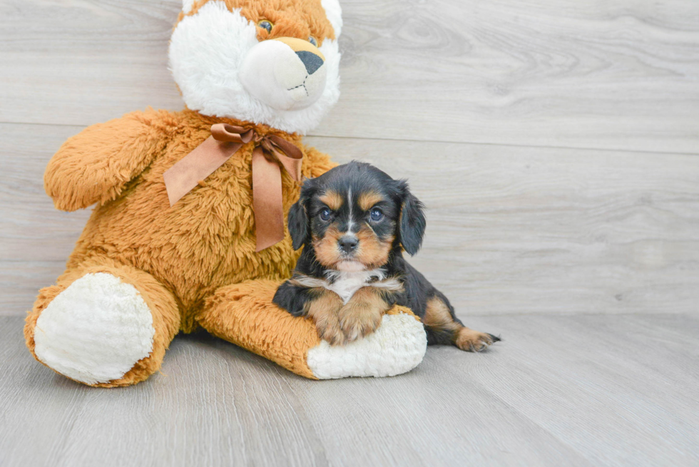 Cavalier King Charles Spaniel Puppy for Adoption