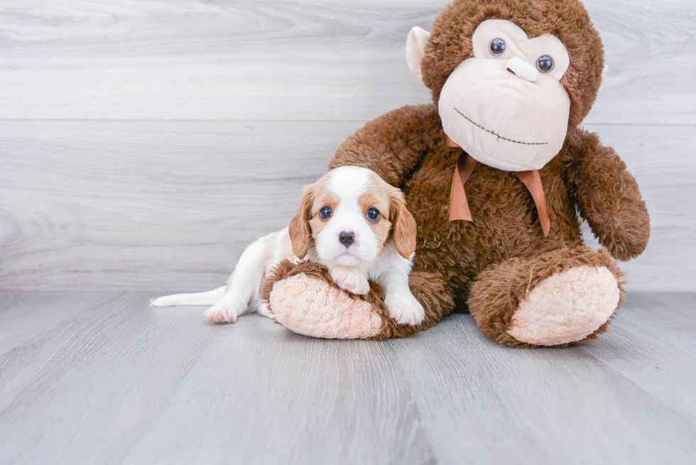 Fluffy Cavalier King Charles Spaniel Purebred Puppy