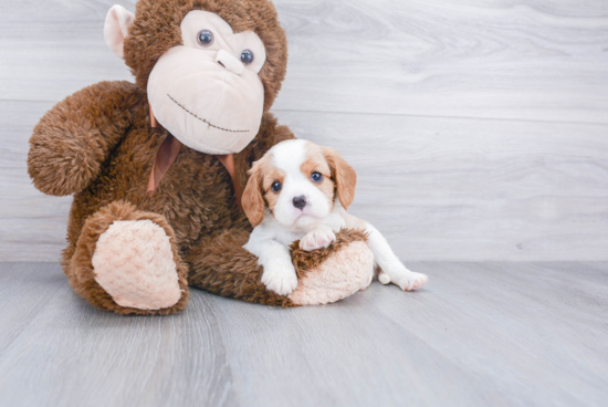 Hypoallergenic Cavalier King Charles Spaniel Baby