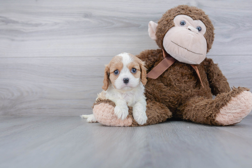 Cavalier King Charles Spaniel Pup Being Cute