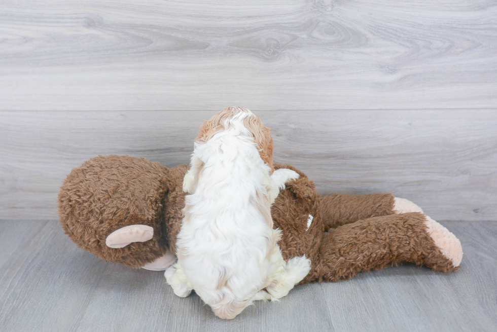 Cute Cavalier King Charles Spaniel Purebred Puppy