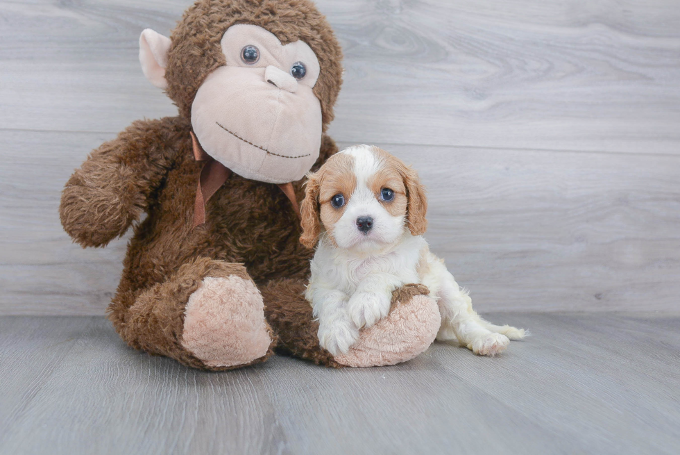 Friendly Cavalier King Charles Spaniel Purebred Pup