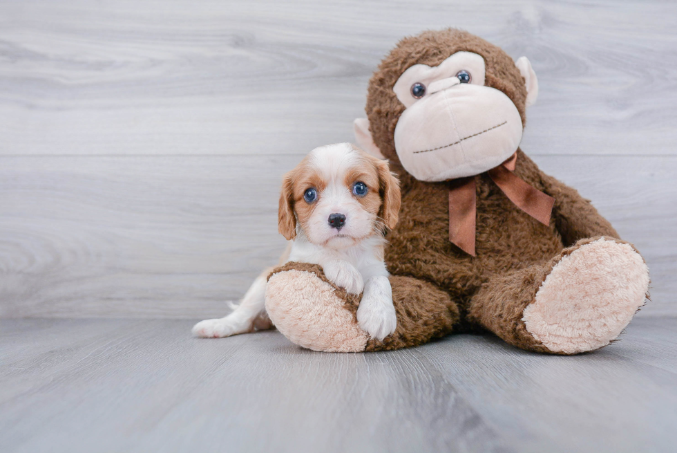 Akc Registered Cavalier King Charles Spaniel Baby