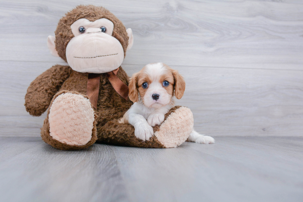 Best Cavalier King Charles Spaniel Baby