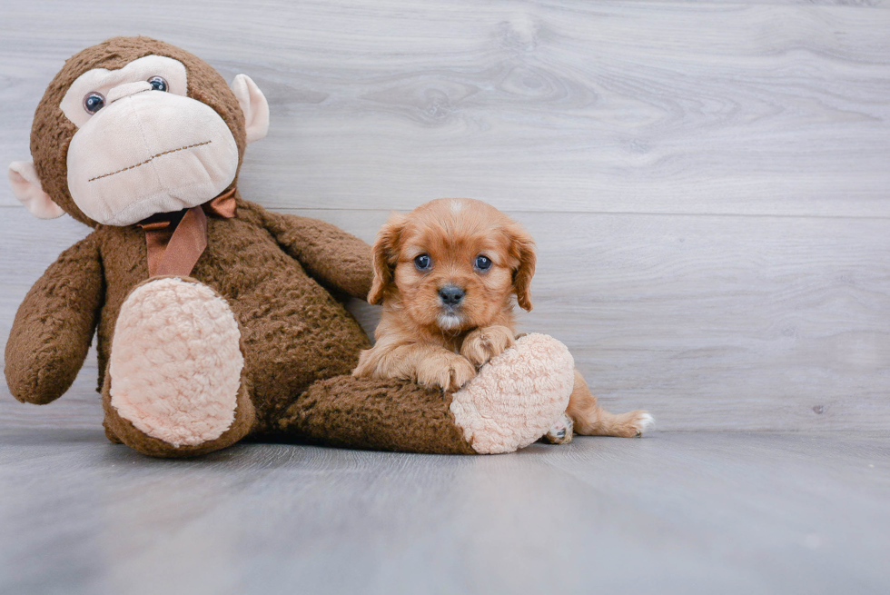 Cavalier King Charles Spaniel Puppy for Adoption