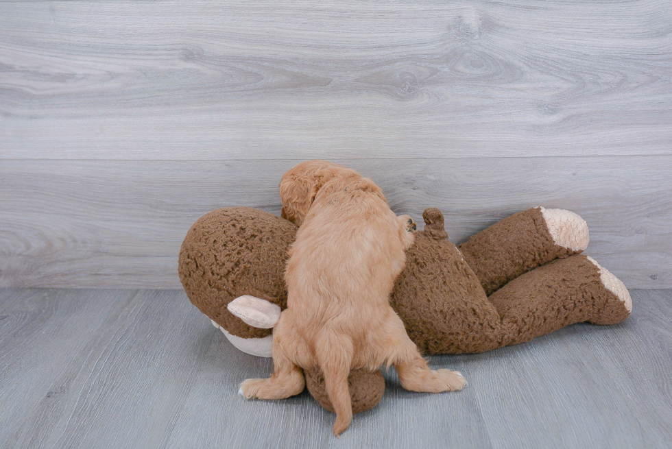 Cavalier King Charles Spaniel Pup Being Cute