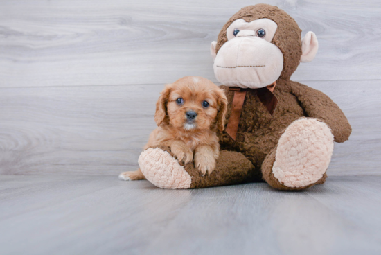 Cavalier King Charles Spaniel Puppy for Adoption