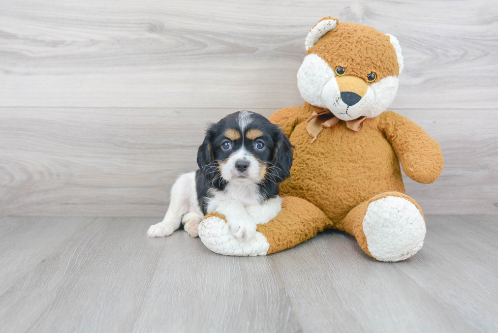 Akc Registered Cavalier King Charles Spaniel Purebred Pup