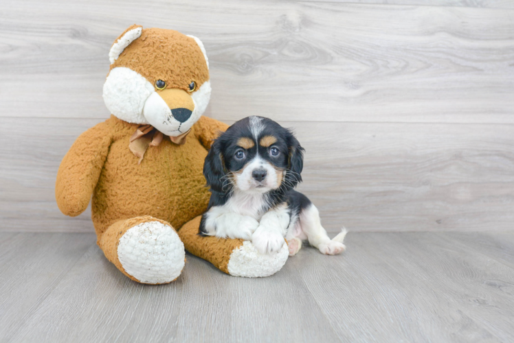 Friendly Cavalier King Charles Spaniel Purebred Pup