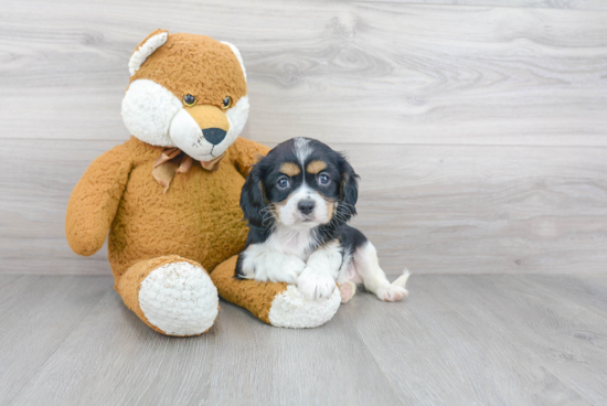 Friendly Cavalier King Charles Spaniel Purebred Pup