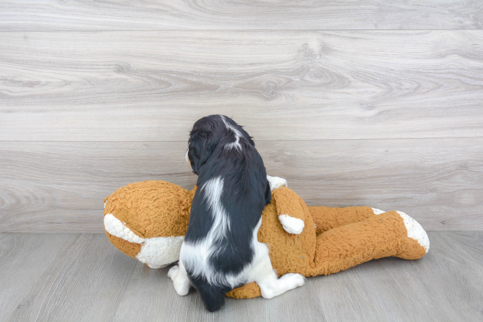 Small Cavalier King Charles Spaniel Purebred Pup