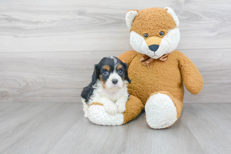 Little Cavalier King Charles Spaniel Baby