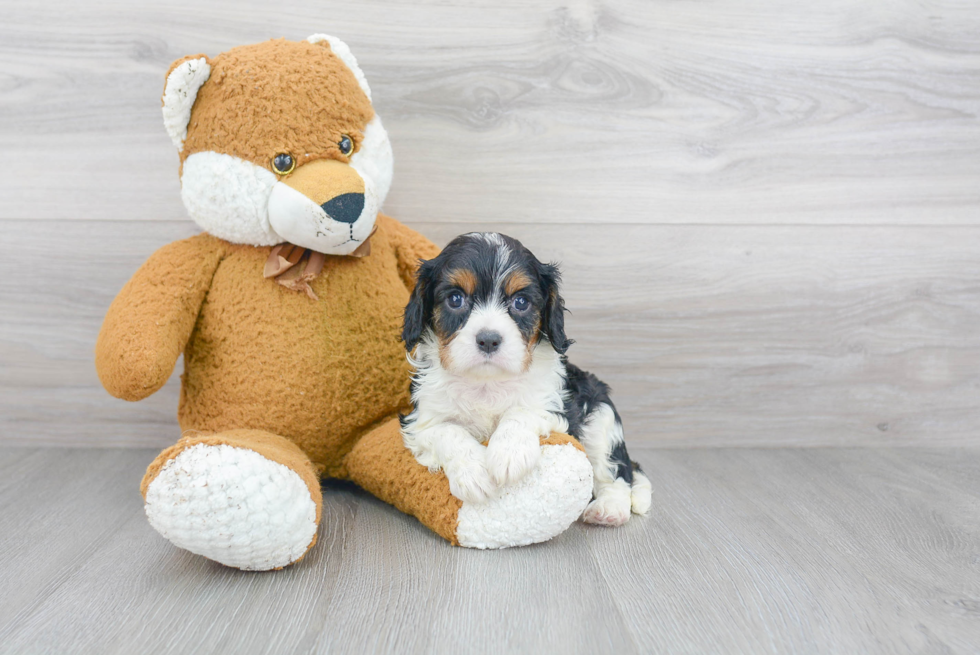 Funny Cavalier King Charles Spaniel Baby