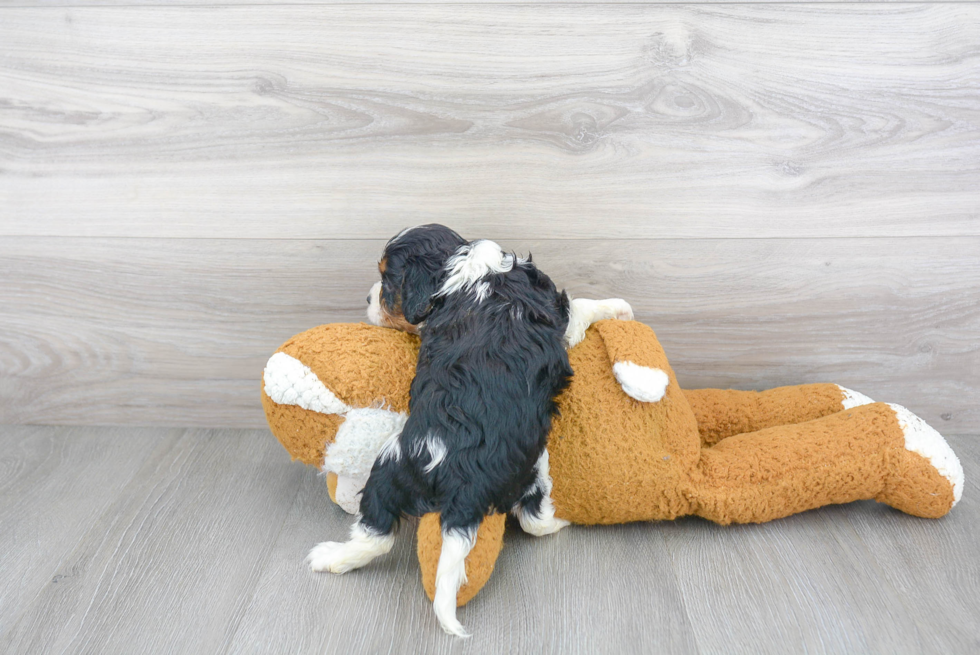 Best Cavalier King Charles Spaniel Baby