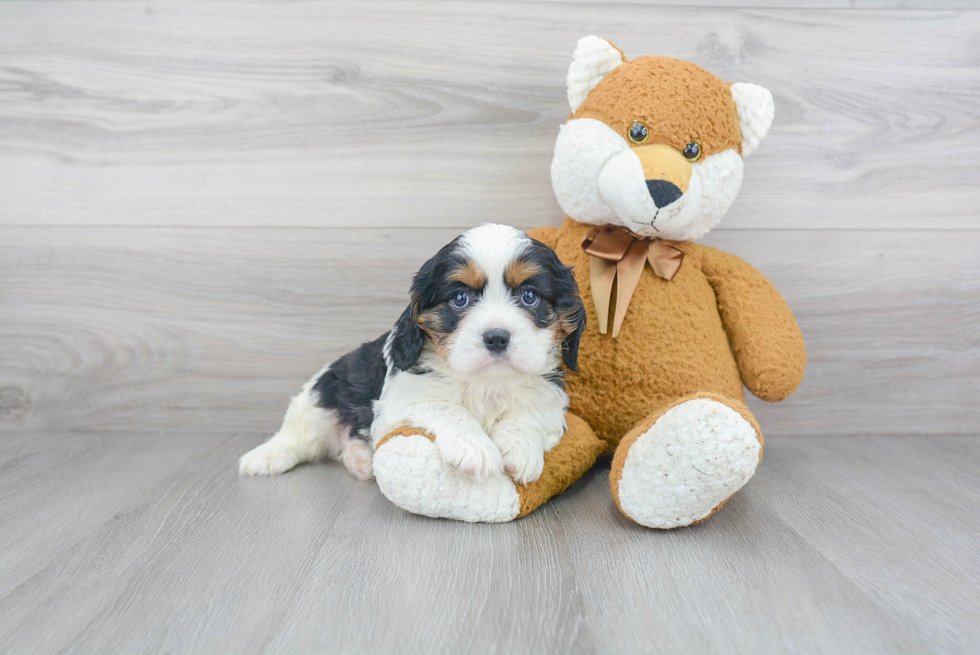 Playful Cavalier King Charles Spaniel Baby