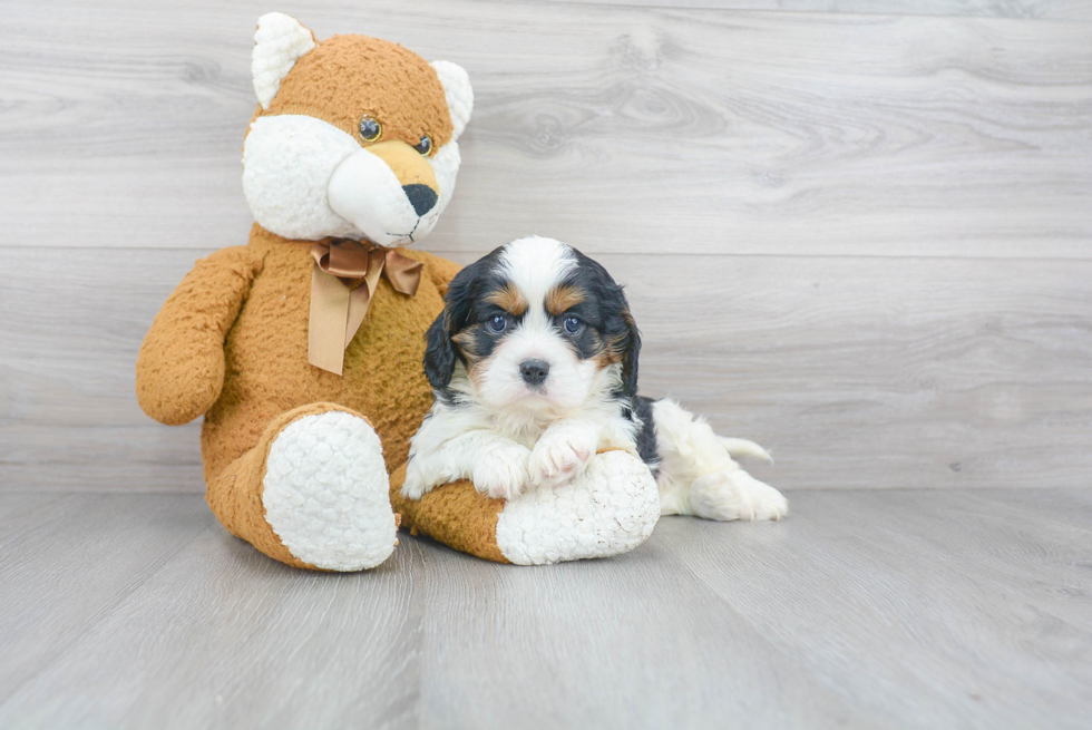 Popular Cavalier King Charles Spaniel Purebred Pup