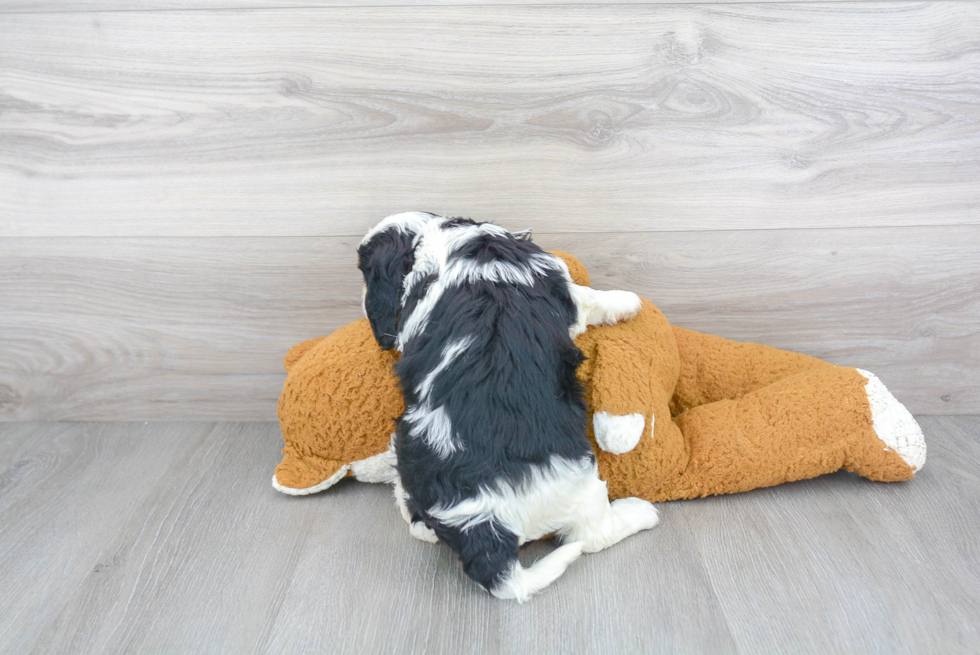 Friendly Cavalier King Charles Spaniel Purebred Pup