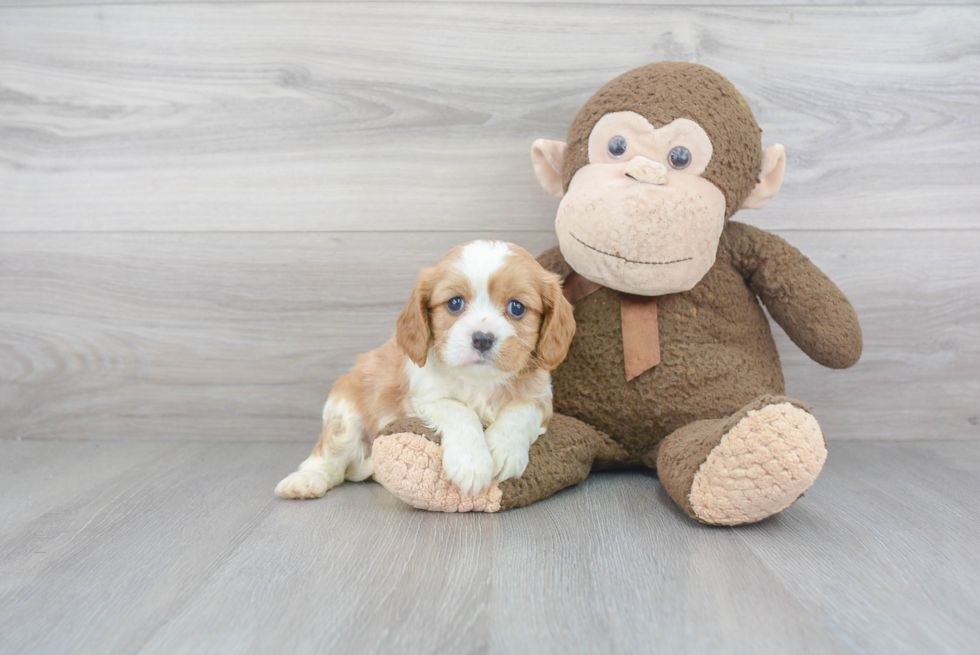 Smart Cavalier King Charles Spaniel Purebred Puppy