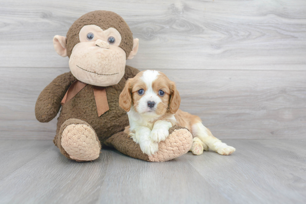 Cavalier King Charles Spaniel Puppy for Adoption