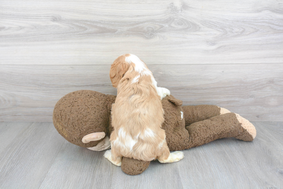 Hypoallergenic Cavalier King Charles Spaniel Baby