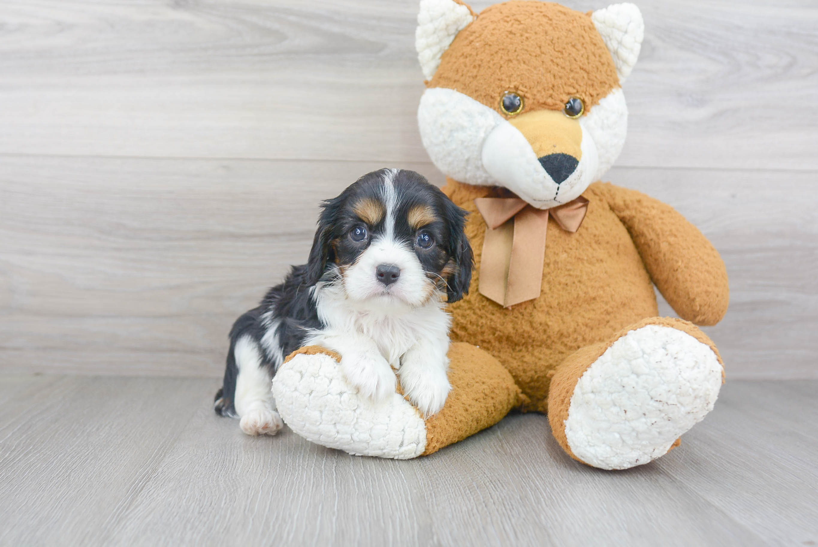 Little Cavalier King Charles Spaniel Purebred Pup