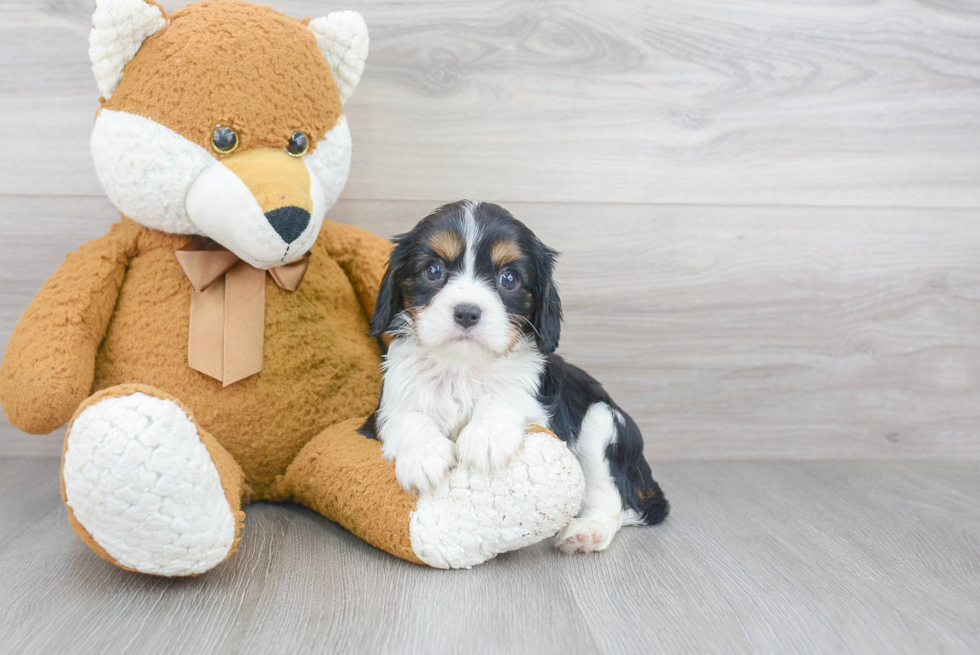 Cavalier King Charles Spaniel Puppy for Adoption