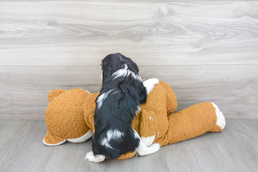 Cavalier King Charles Spaniel Puppy for Adoption