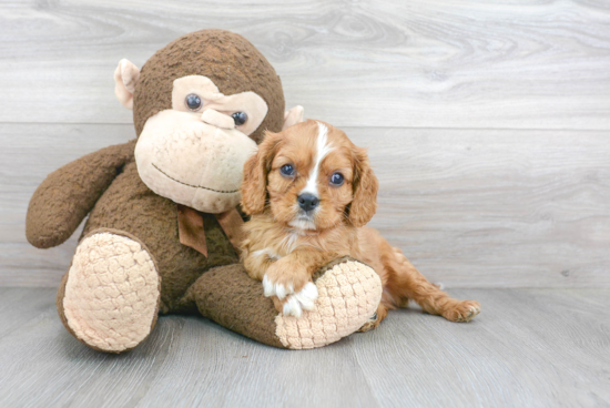 Cavalier King Charles Spaniel Pup Being Cute