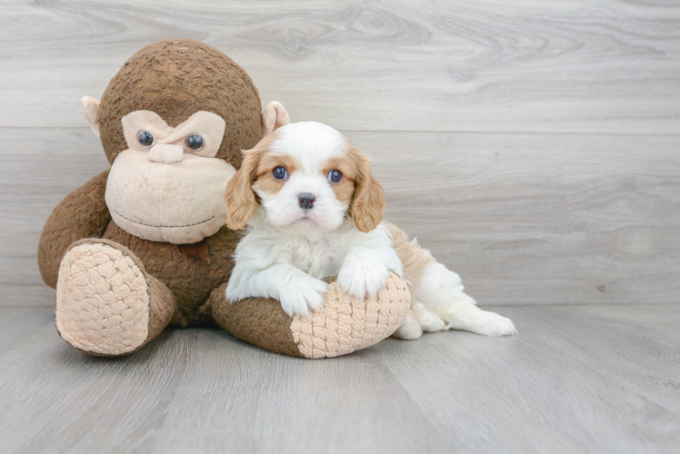 Best Cavalier King Charles Spaniel Baby