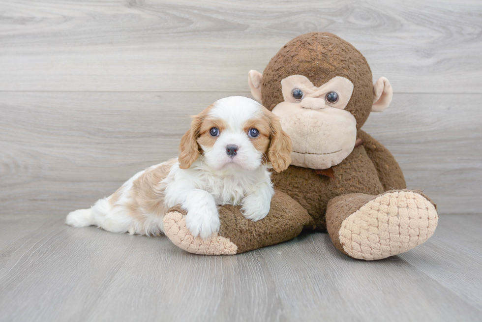 Cavalier King Charles Spaniel Pup Being Cute