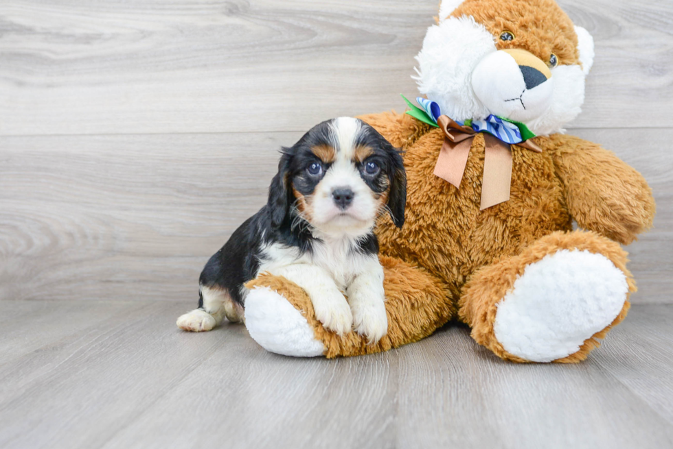 Smart Cavalier King Charles Spaniel Purebred Puppy