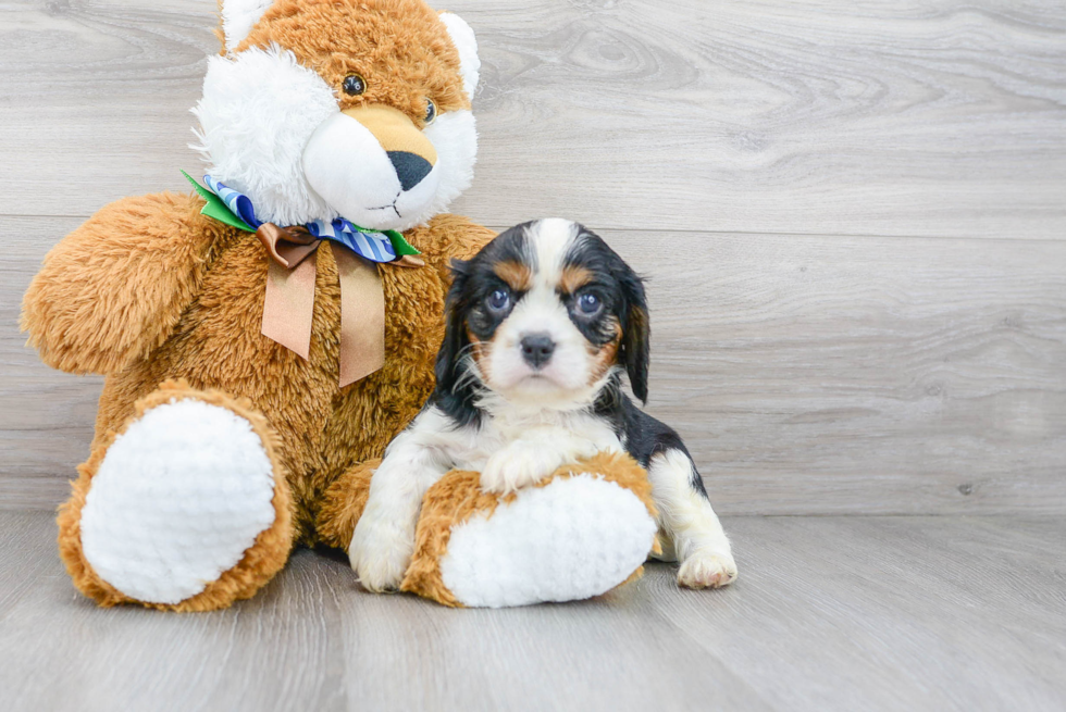 Cavalier King Charles Spaniel Puppy for Adoption