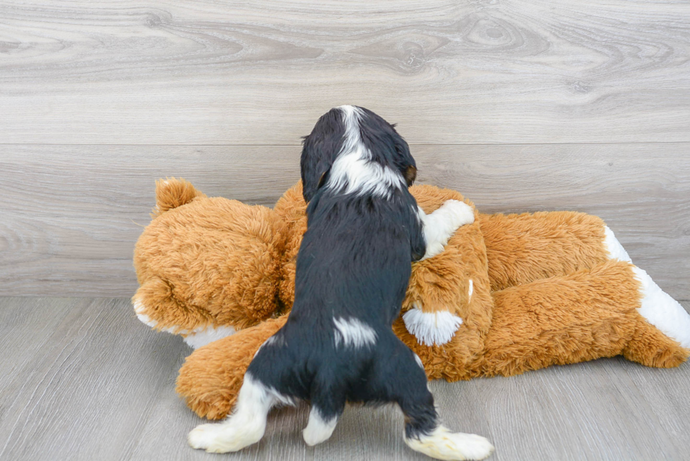 Cavalier King Charles Spaniel Pup Being Cute