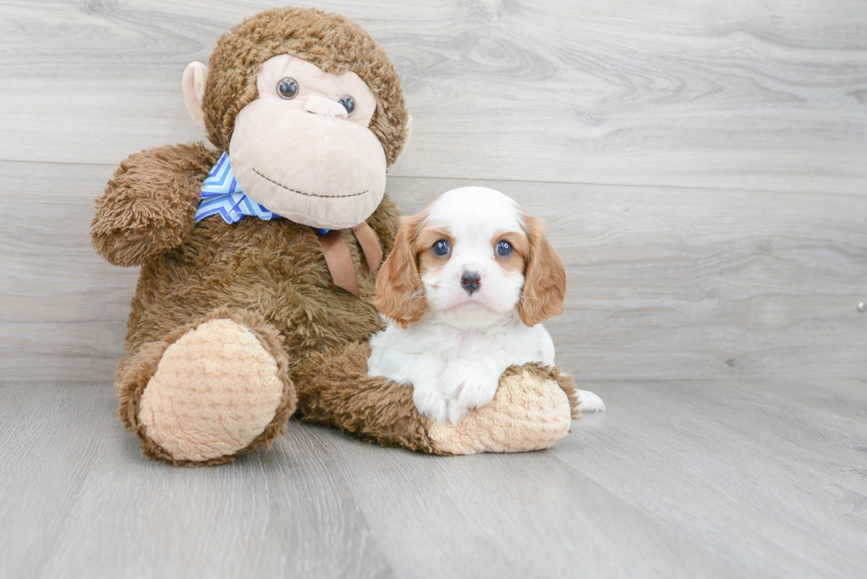 Akc Registered Cavalier King Charles Spaniel Baby